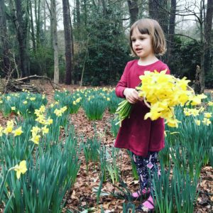 Cate Holcombe Interiors daffodils